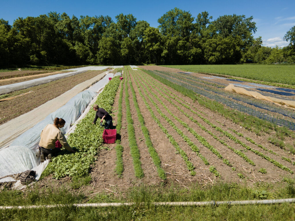 People in a field harvesting vegetables